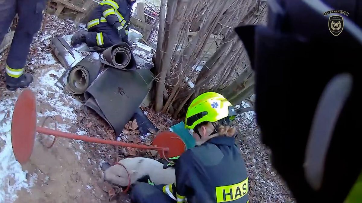 Na Plzeňsku utekli čuníci, jeden z nich prohnal hasiče po zahradách